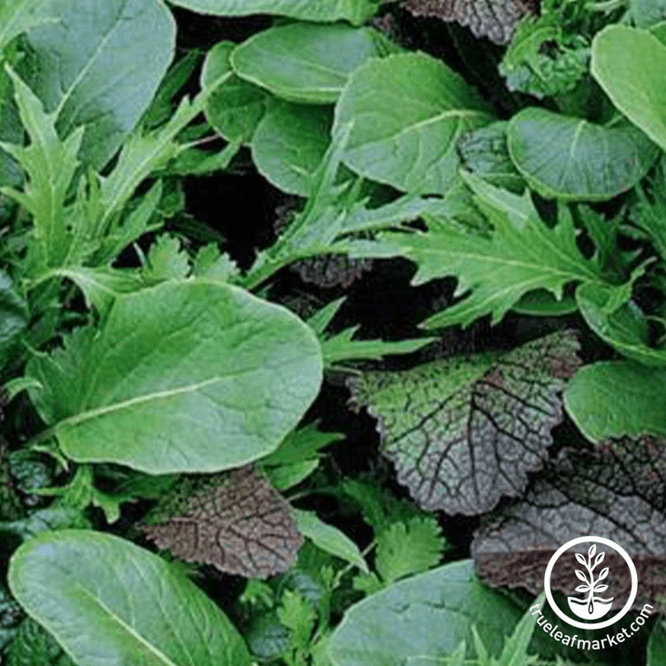Mustard Green Mix
