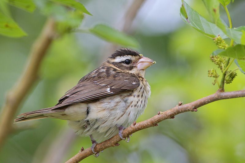 female red breasted grosbeak