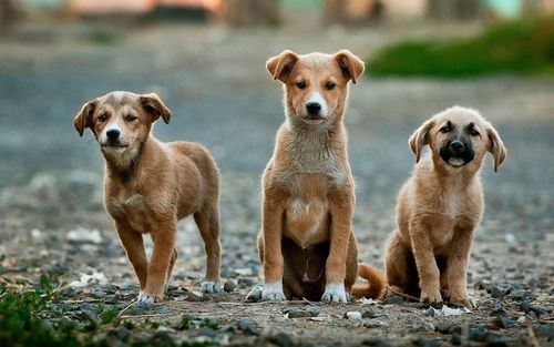 Spca store found pets