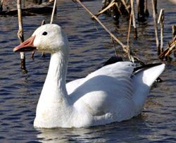 Snow Goose (white morph)