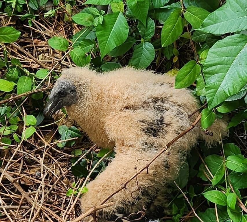 A baby vulture with a black face and brown downy feathers sits on heather-covered ground surrounded by green leaves. Owl Moon Raptor Center.