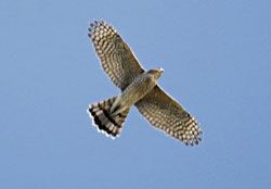 Cooper's Hawk