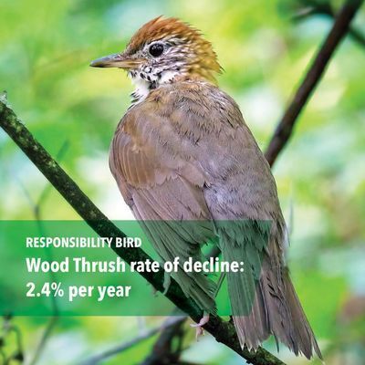 Responsibility Bird: Wood Thrush (pictured) rate of decline: 2.4% per year