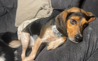 Lilo - ADOPTED