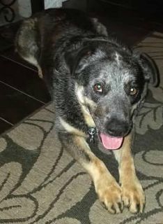 Smoke - ADOPTED
