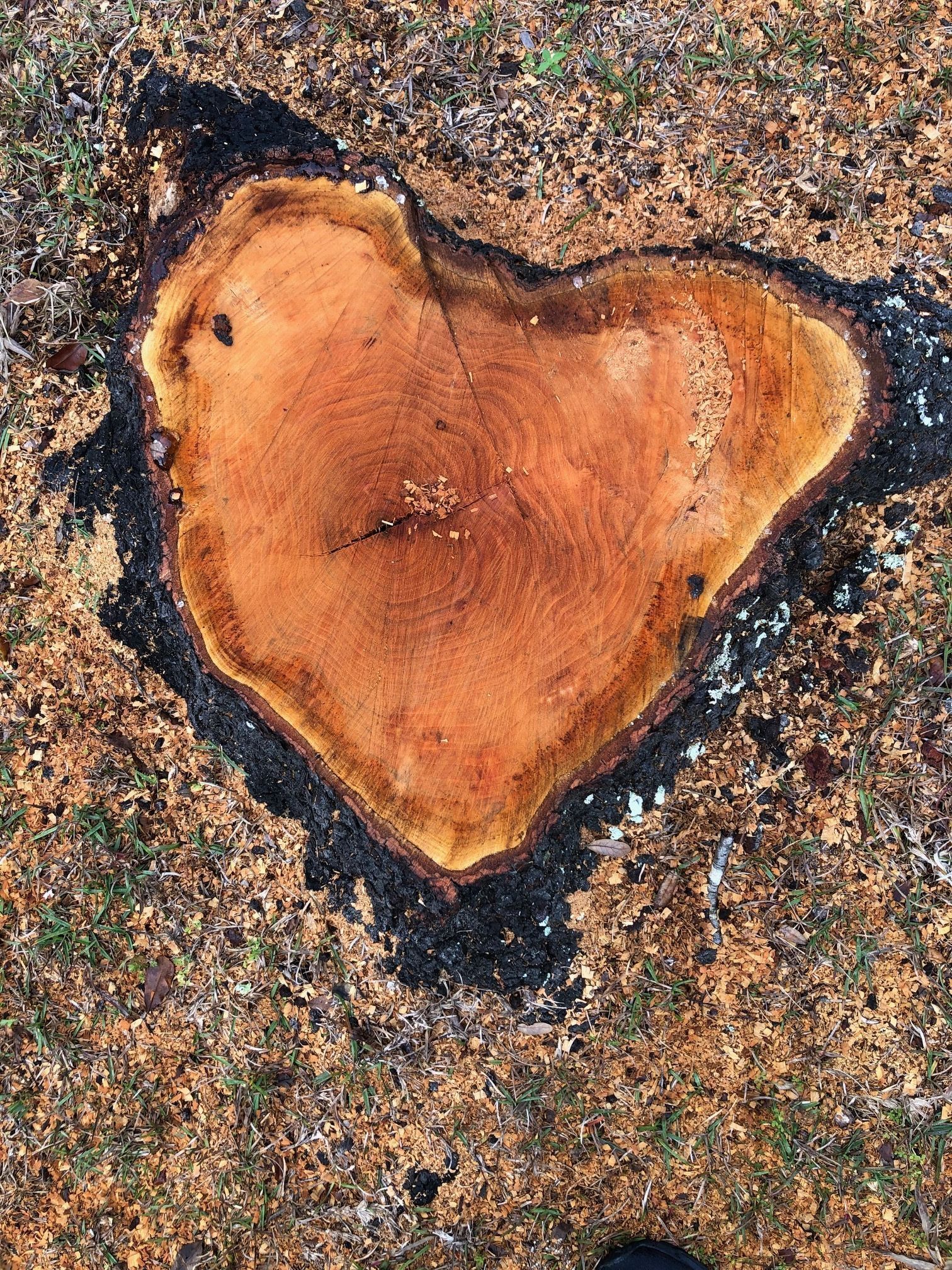 Heart stump by Debra DeGelormo