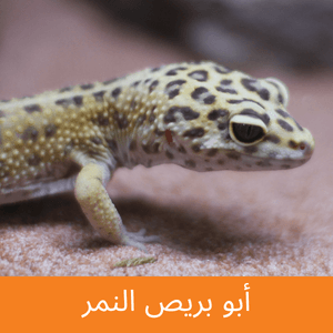 leopard gecko