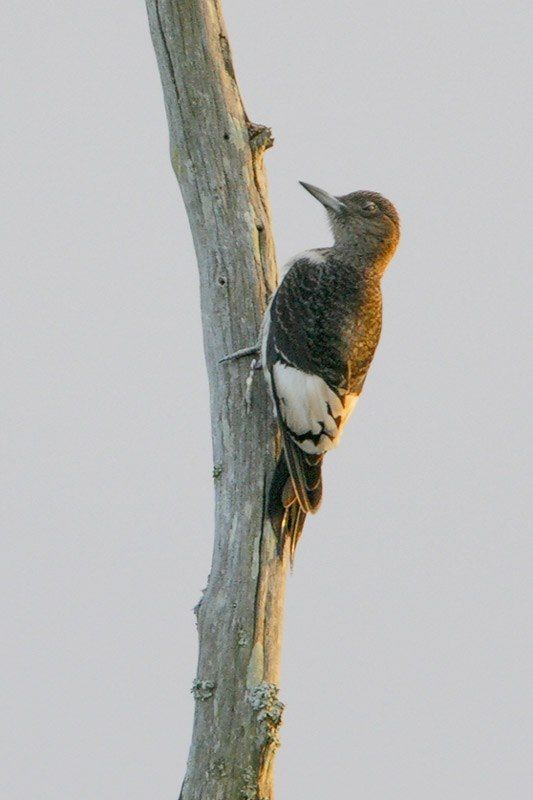 Red-headed Woodpecker (juvenile)