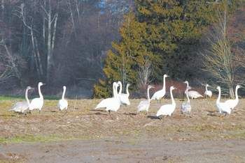 PENINSULA TRUMPETER SWAN PELTED WITH SHOT, KILLED; FIVE DEAD SINCE NOVEMBER