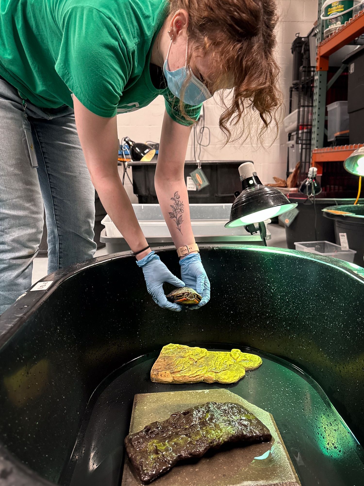 Herp Nursery Volunteer