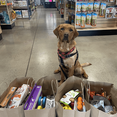 Umber posing with Bentley's Pet Stuff Haul