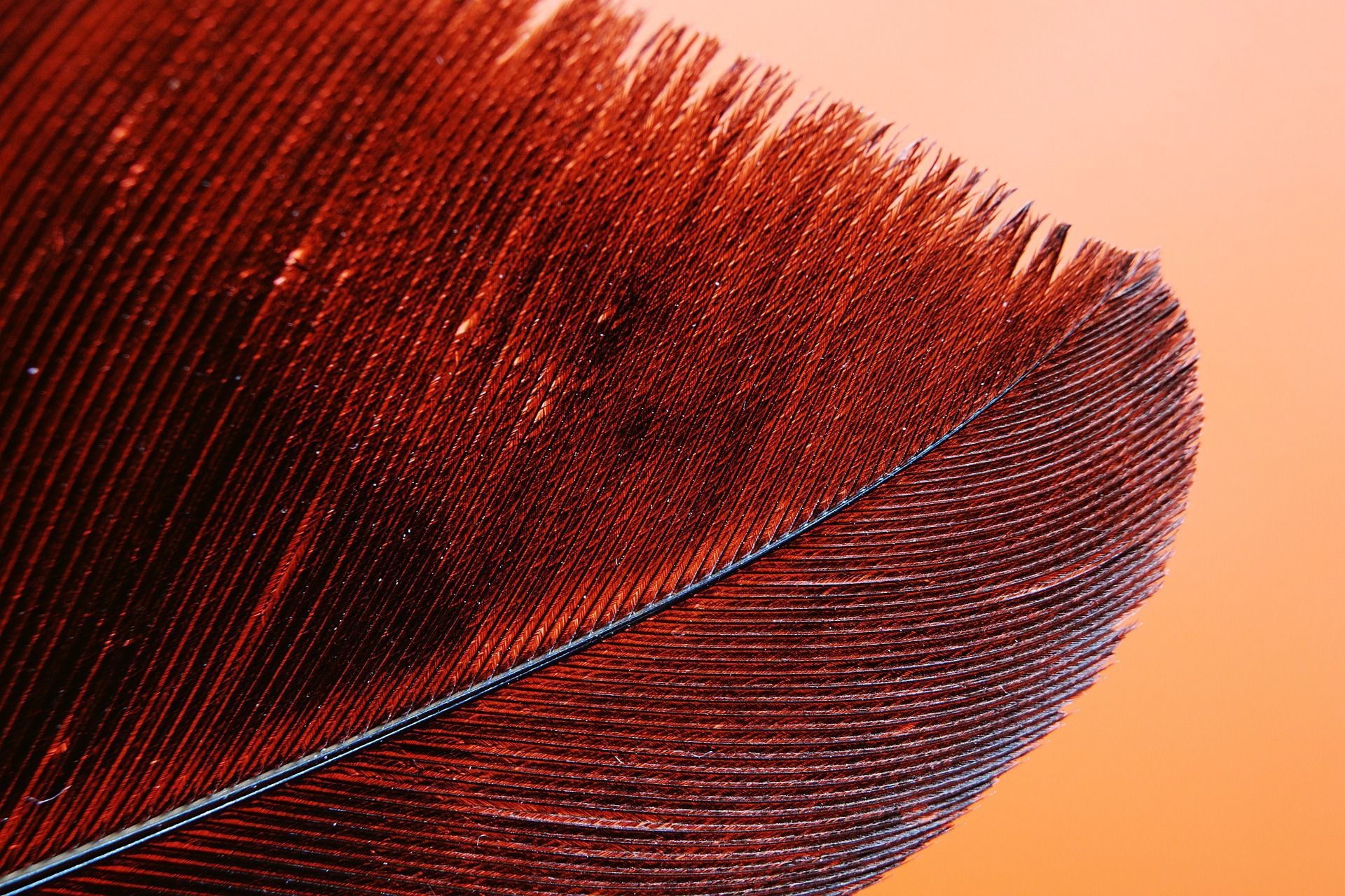 Close-up image of the tip of a red feather.