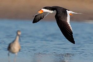 Beak of the Week: Black Skimmer