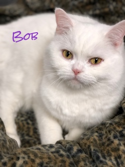 Bob 31719