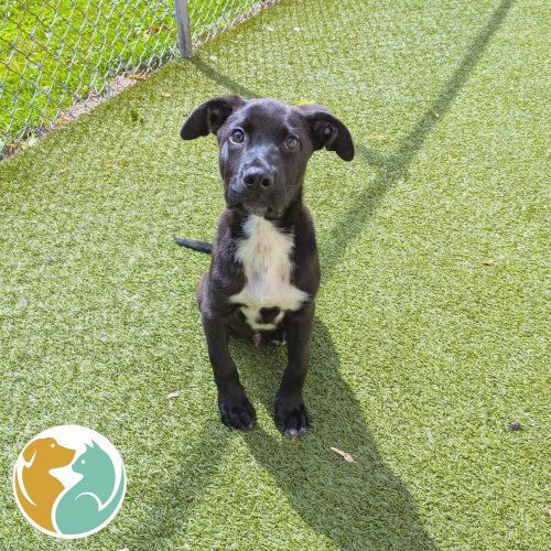 JUPITER- Adopted 9/10!