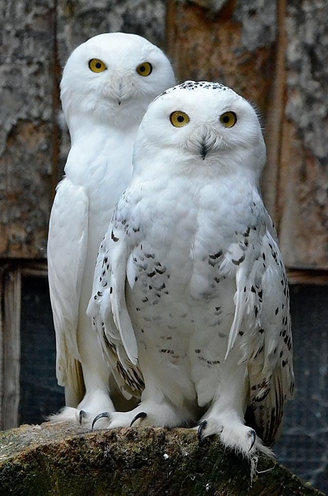 Two snow owls
