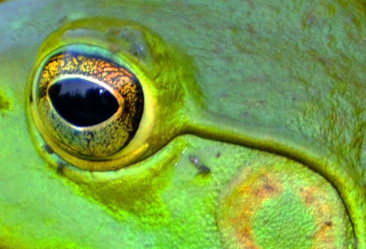 Habitat split contributes to poor immunity in vertebrates
