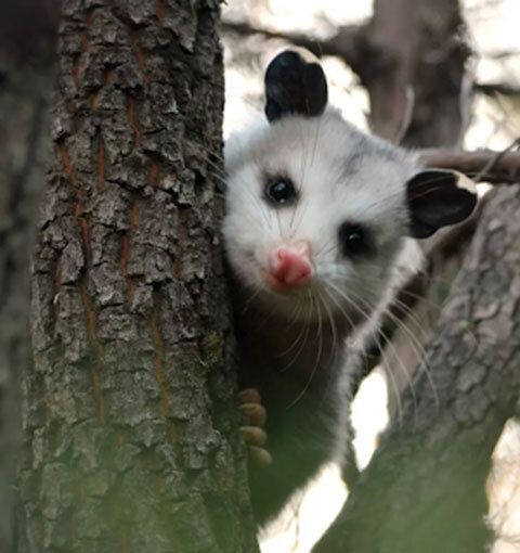 Opossums