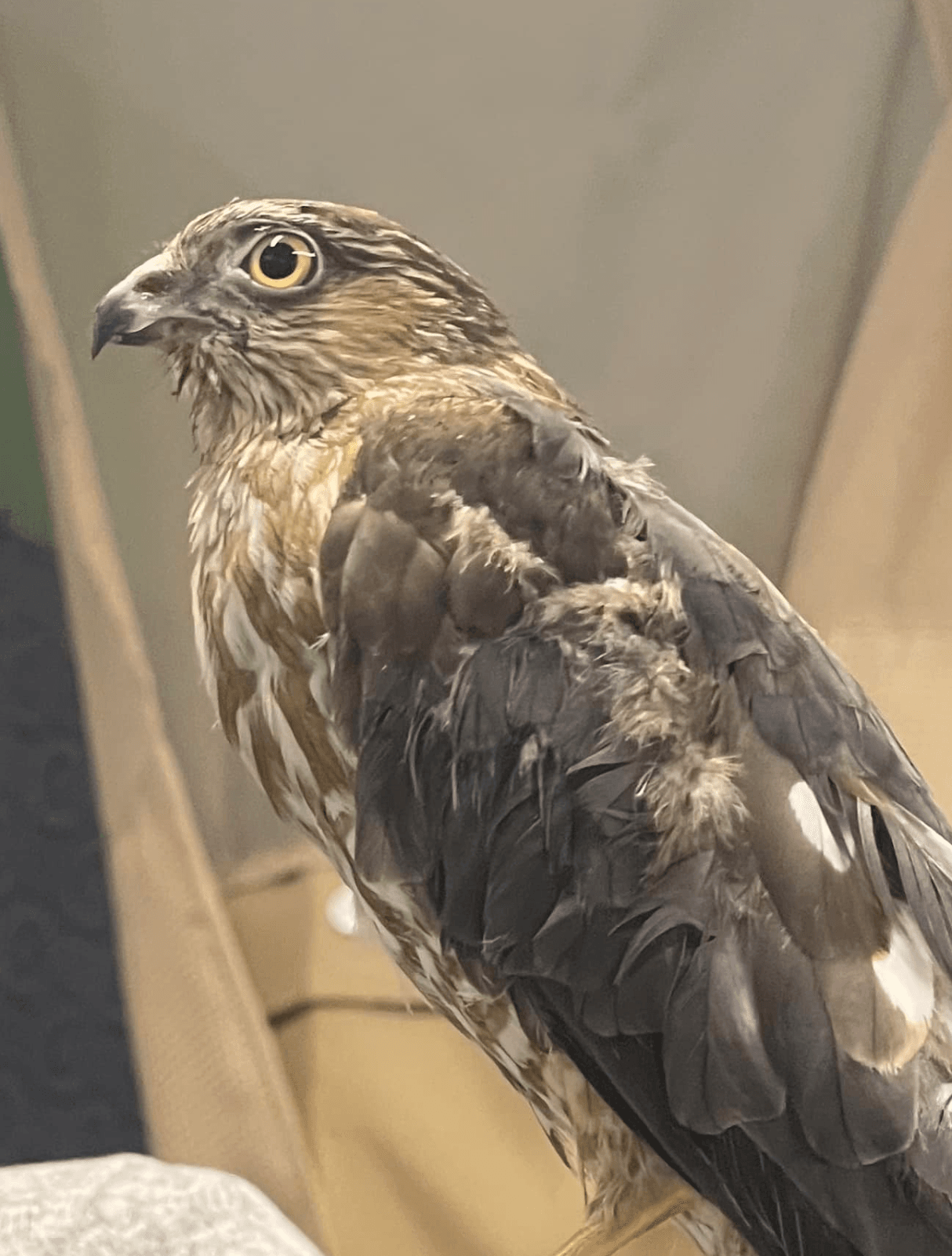 Sharp-shinned hawk Gracie profile.