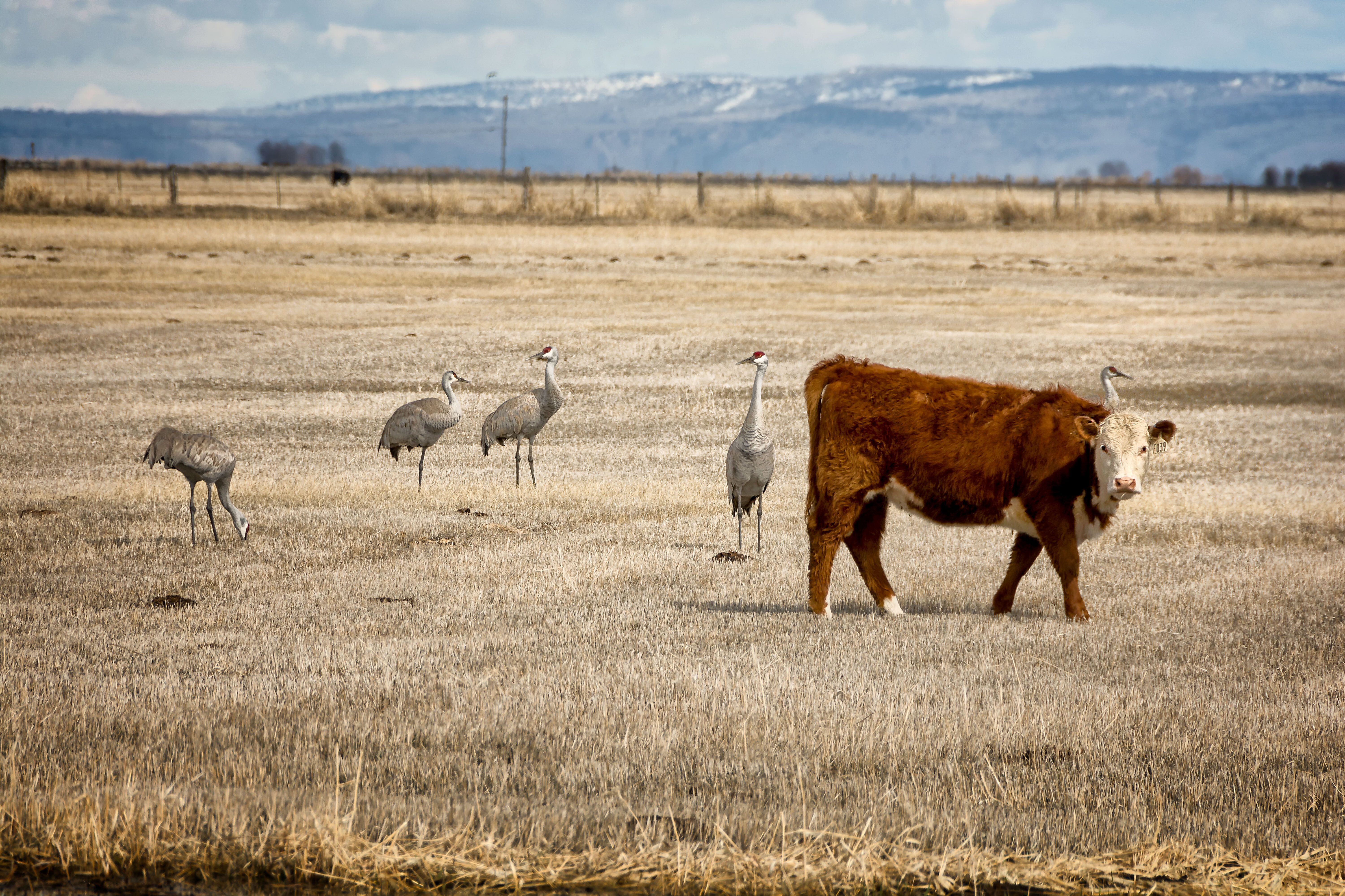 Expanding Resilient Working Lands