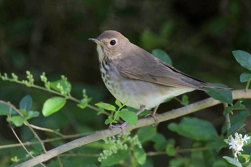 Swainson's Thrush