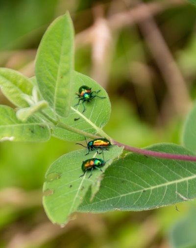 Fauna: Dogbane beetles