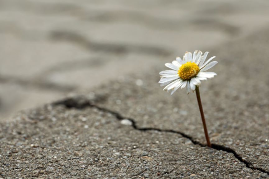 A daisy growing out of a crack in cement.