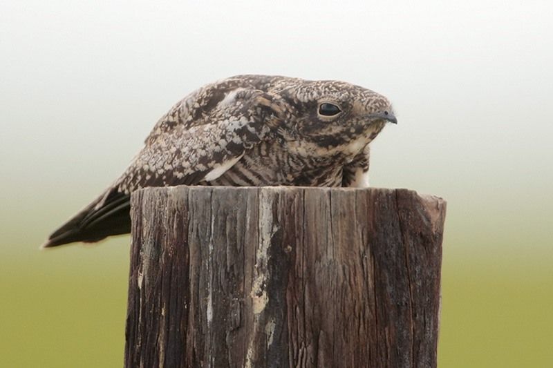 Common Nighthawk