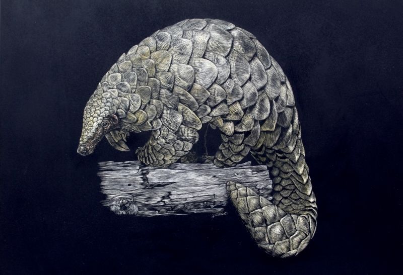 Indian Pangolin