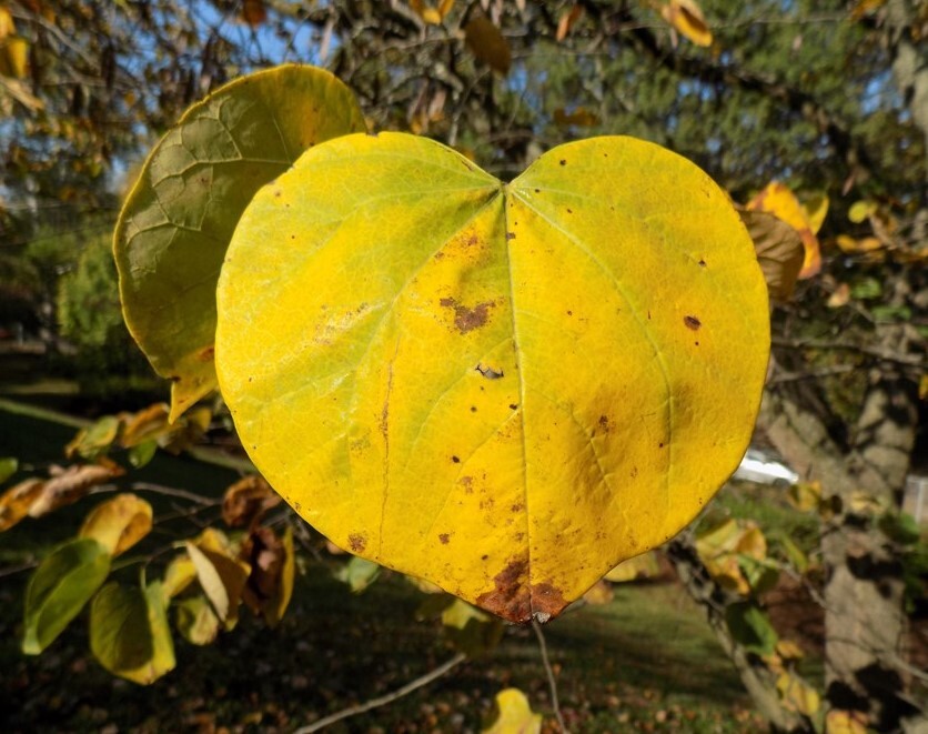 Redbud - Pack of 25 Seedlings (12"-18")