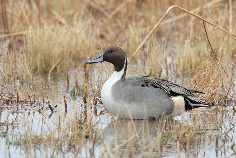 Northern Pintail (male)