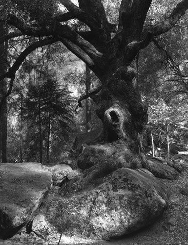 Eye of the Oak,, Carbon Transfer Contact Print, 10" x 8"