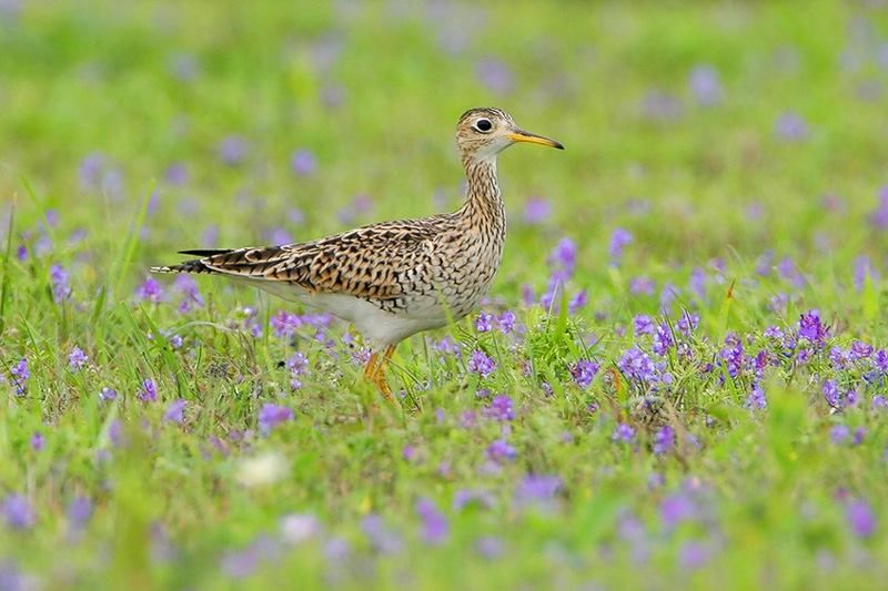 Upland Sandpiper