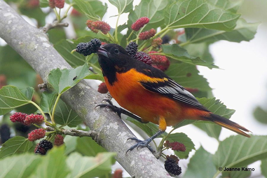 Baltimore Oriole