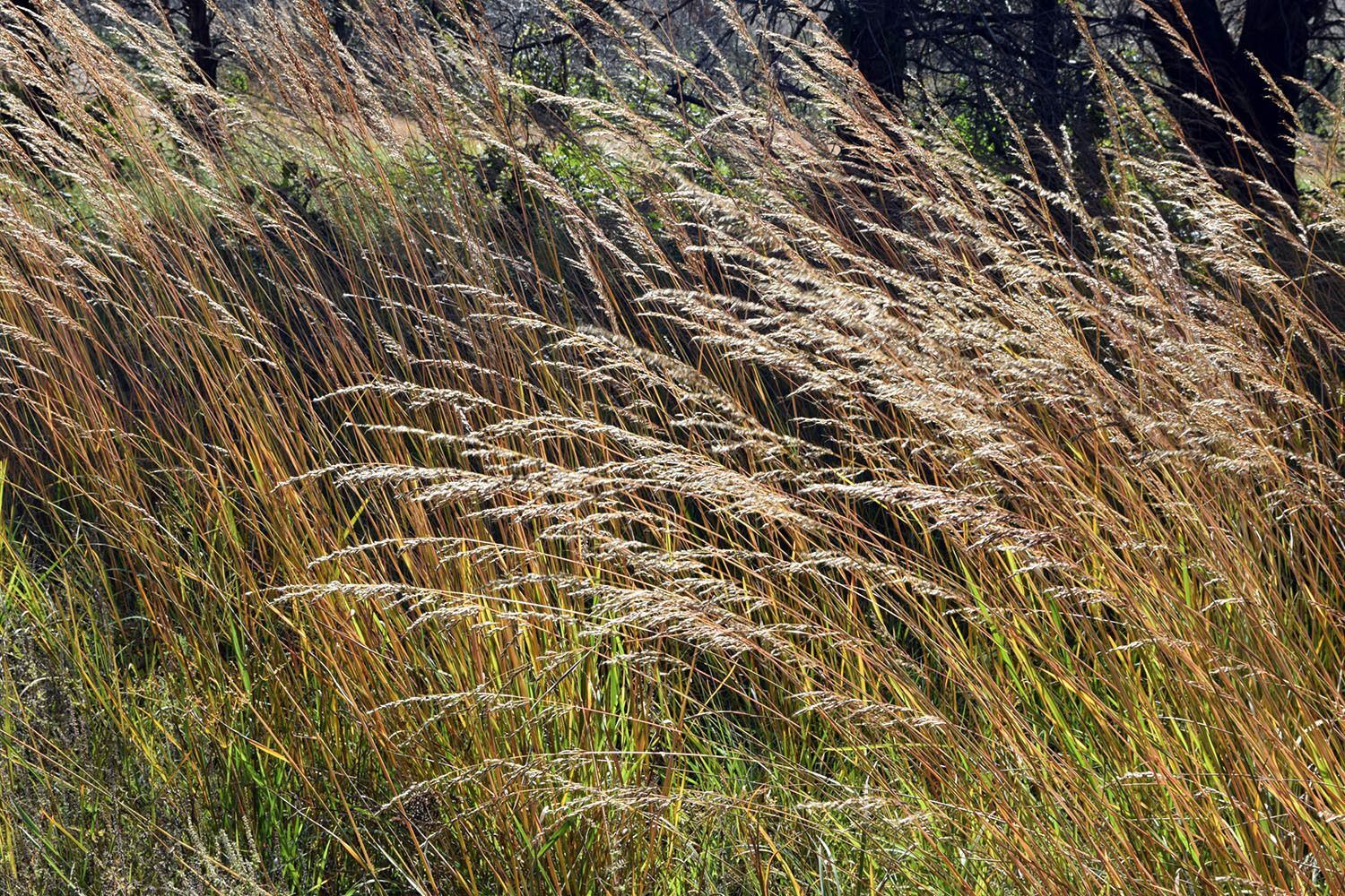 A dense stand of Indian grass seen in autumn in bright sunlight