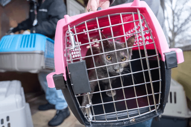 Significant progress made at North Jersey home where 120 cats were in need of rescue (NorthJersey.com)