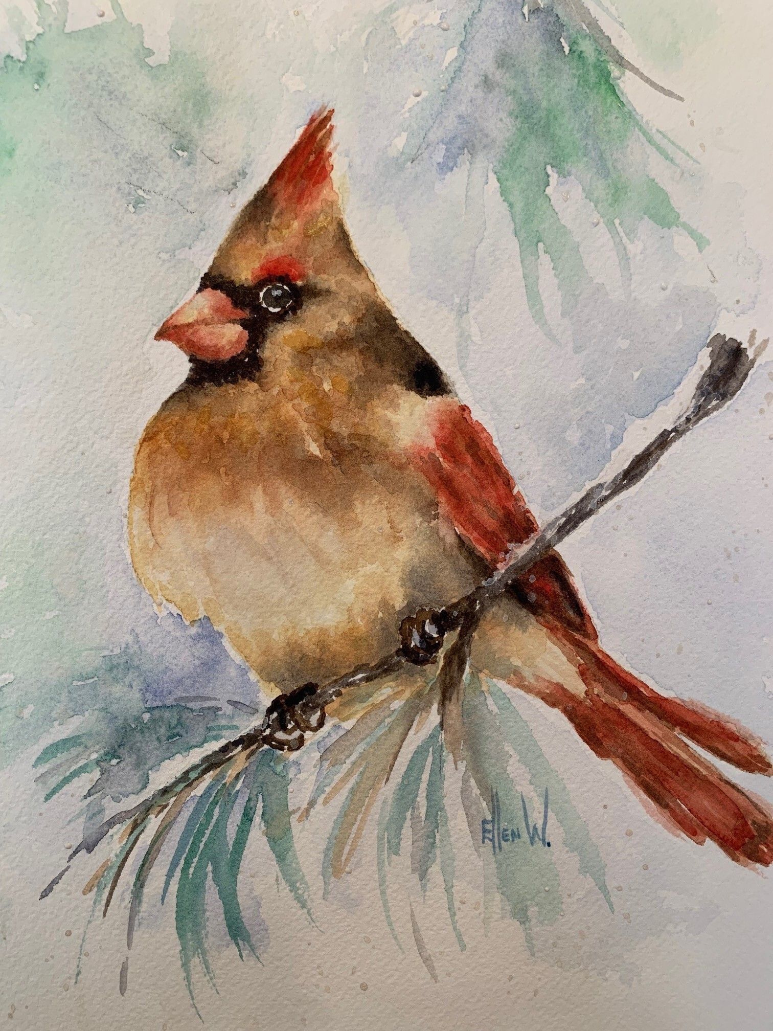 Female cardinal is sitting on a small pine twig with needles