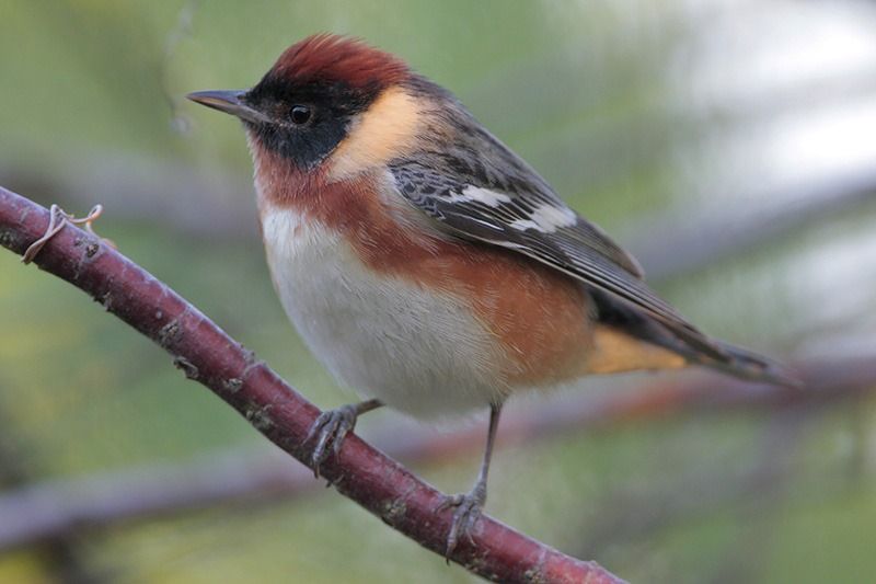 Bay-breasted Warbler