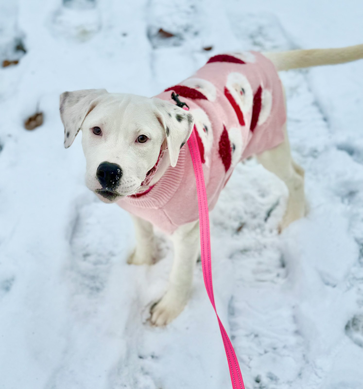 Popcorn - ADOPTION PENDING