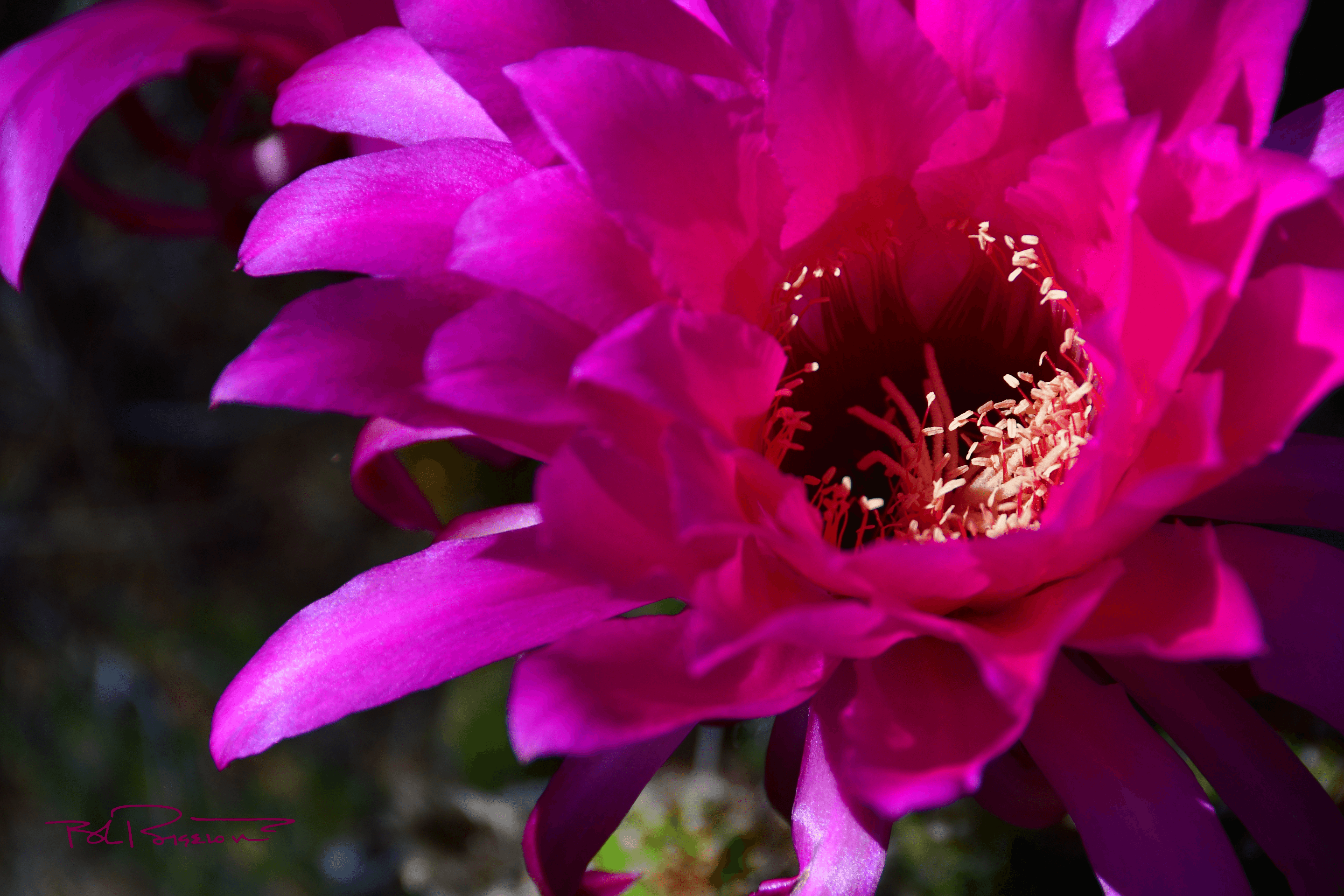 Cactus Bloom Fuscia