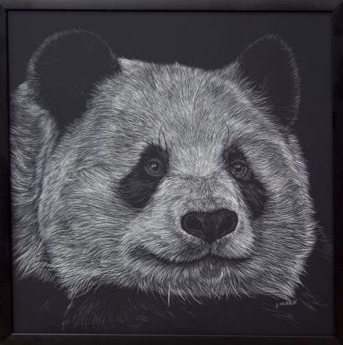 Giant Panda