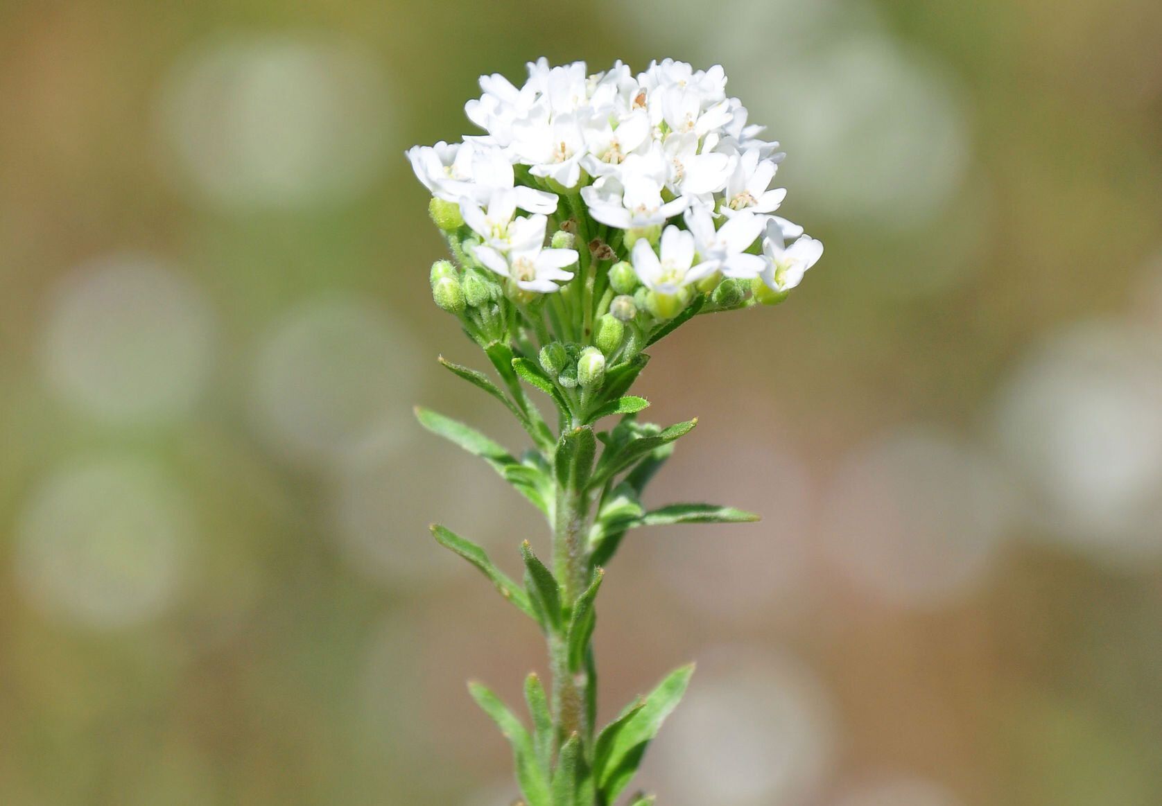 Hoary Alyssum