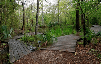 Edith Moore trails
