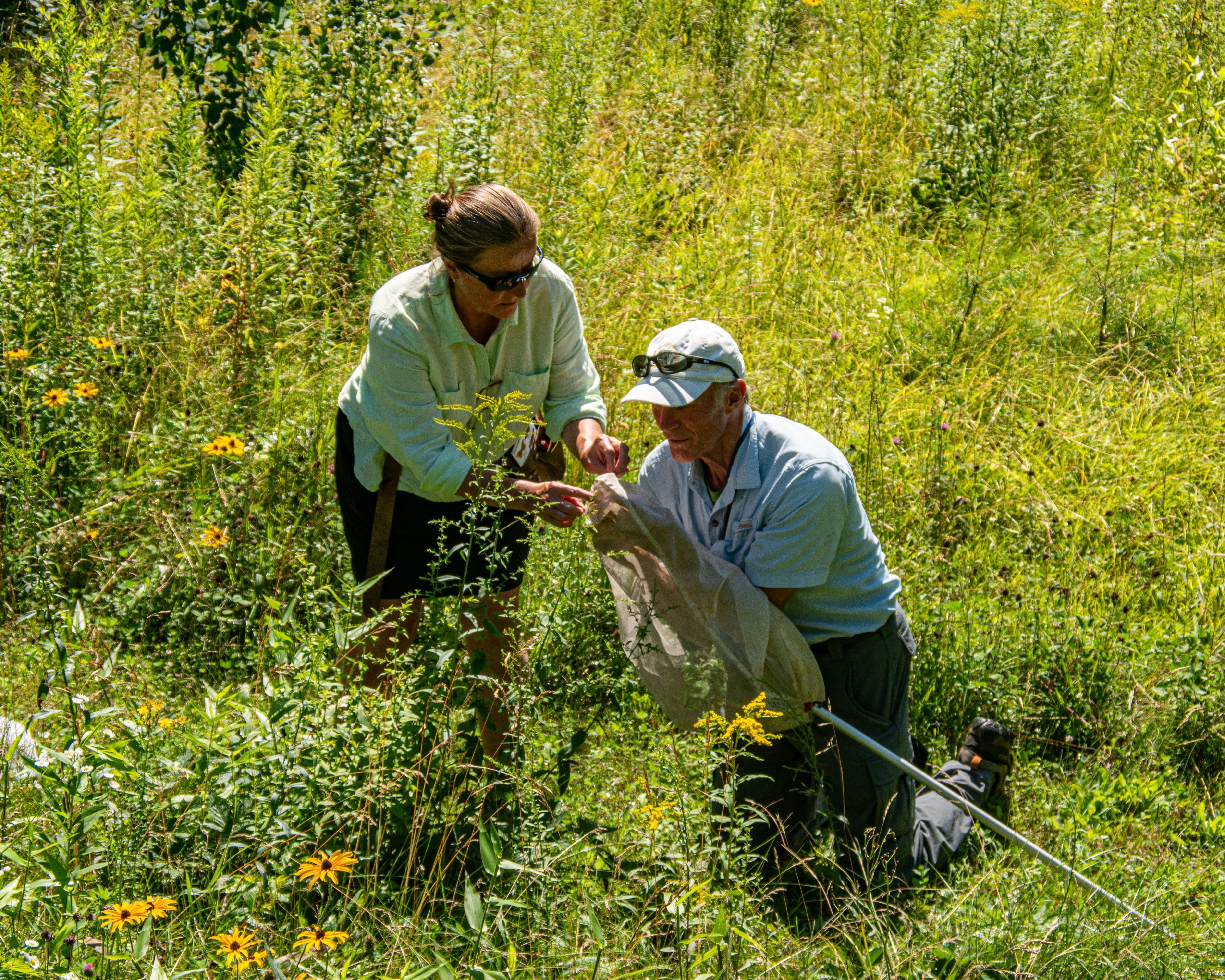 Naturalist-led field trip to old cellar hole