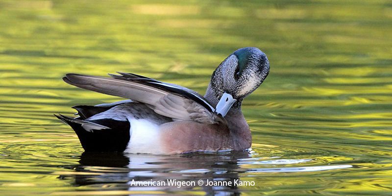 American Wigeons