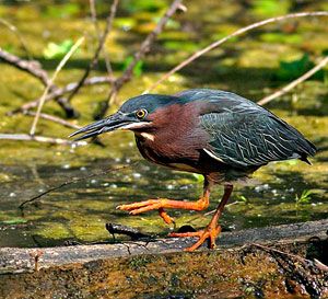 Green Heron, Bird Gallery