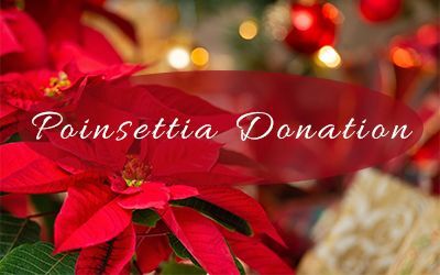 Poinsettia Donations