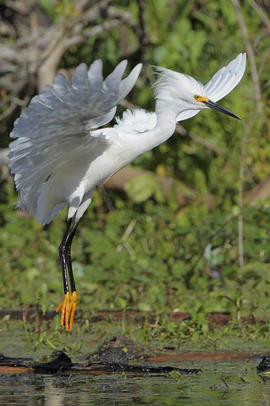 Snowy Egret