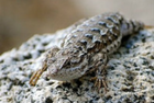 Crazy Critters Camp (session 1) - (entering grades 1-3)