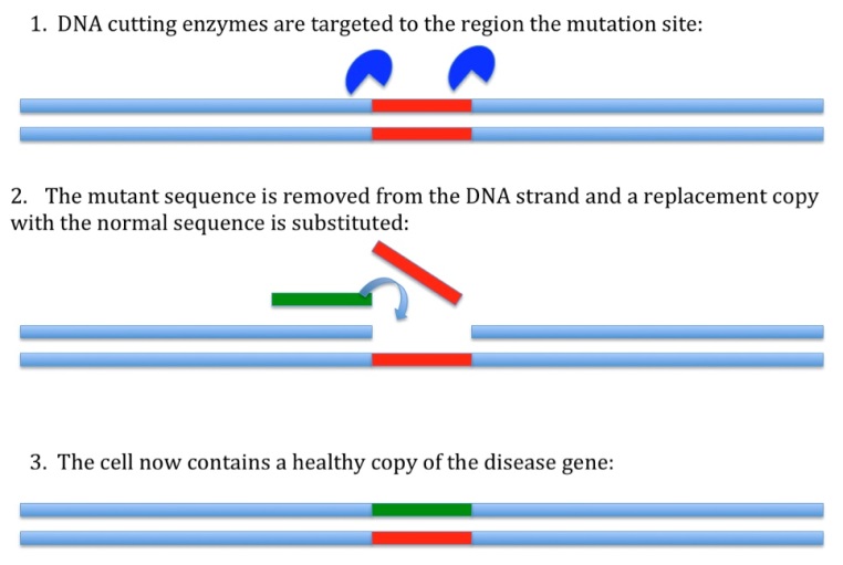 A picture showing the process of gene editing.